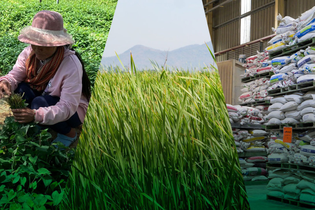Building Cambodia's Agricultural Resilience: Strengthening Domestic Value Chains and Support for Smallholder Farmers