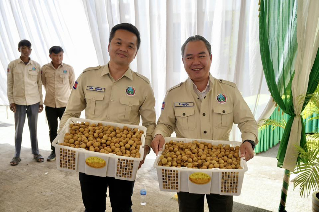 Cambodia Launches First Modern Longan Farming Community with $5M Export Deal