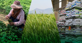 Building Cambodia's Agricultural Resilience: Strengthening Domestic Value Chains and Support for Smallholder Farmers