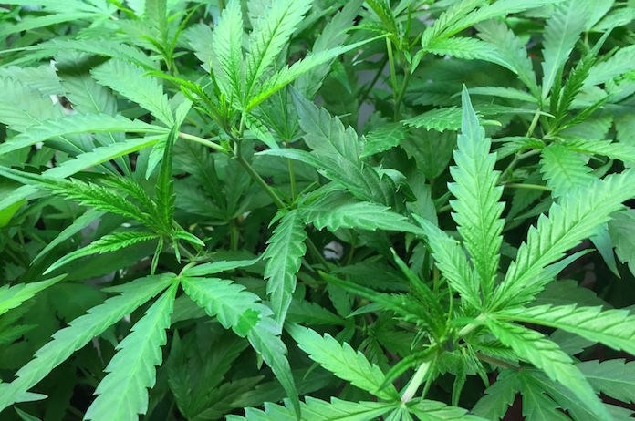 marijuana_plant_03