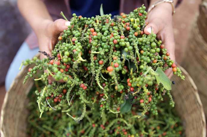 Kampot Pepper Cambodia